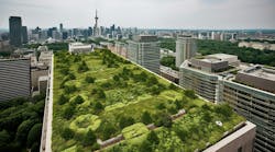 Sometimes Biodiversity Initiatives Can Seem Minimal, But Even Small Scale Planting Can Help Reintroduce Species Into An Area